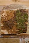 maple_burl_004_top